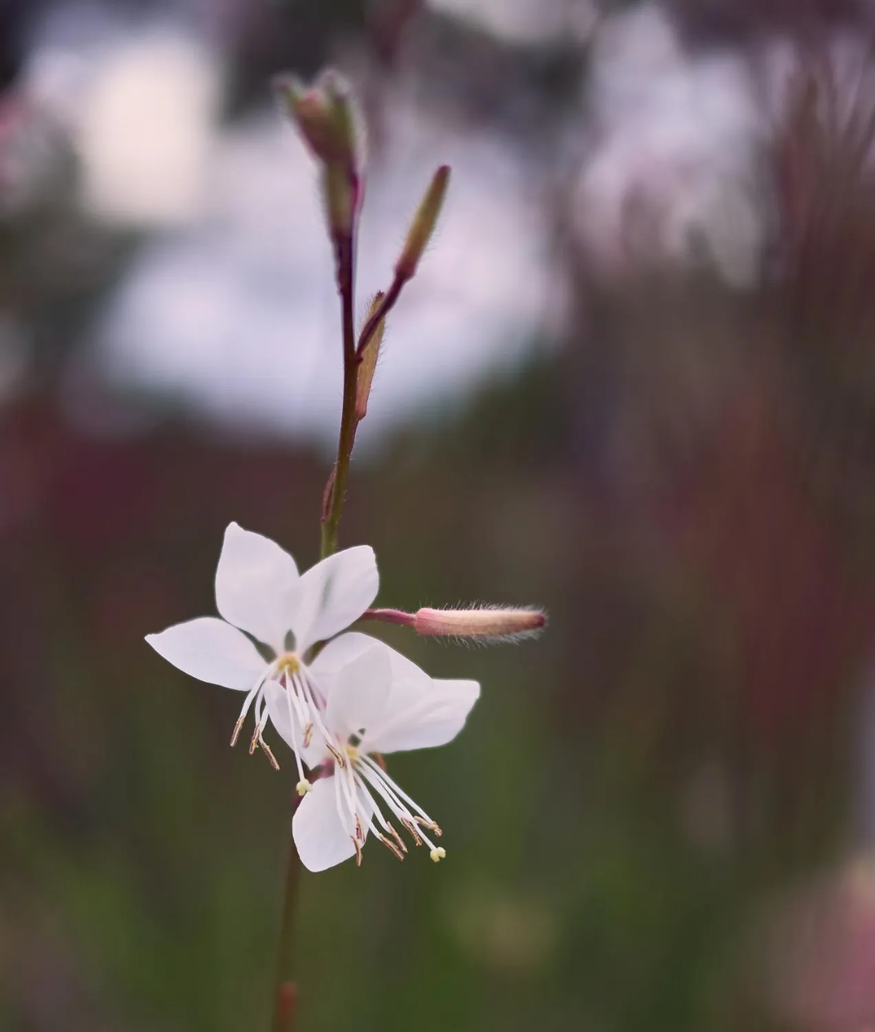 7Artisans 25mm F1.8 objectif Sony E noir manuel