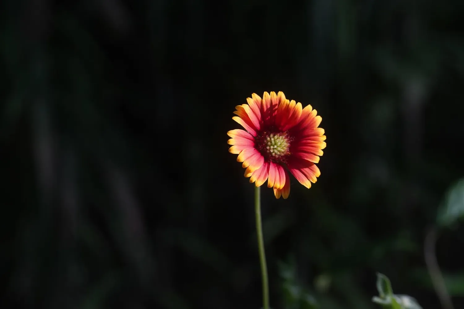 7Artisans 60mm F2.8 II objectif macro Sony E APS-C