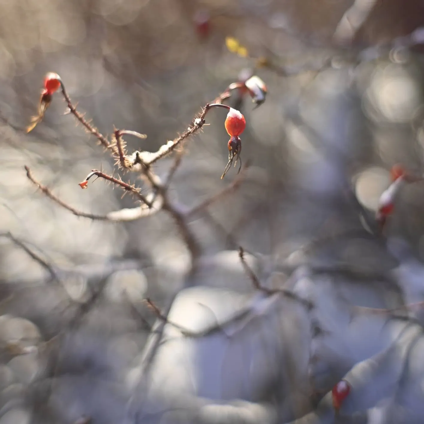 7Artisans 35mm F1.2 objectif manuel monture Nikon Z noir