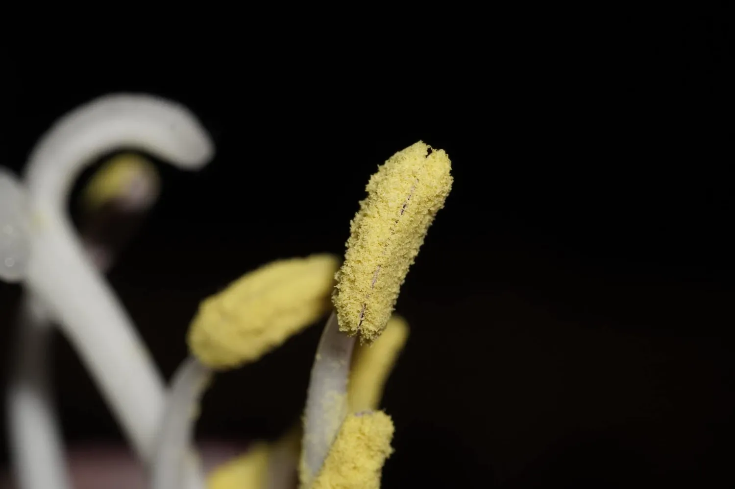 7Artisans 60mm F2.8 II objectif macro Sony E APS-C