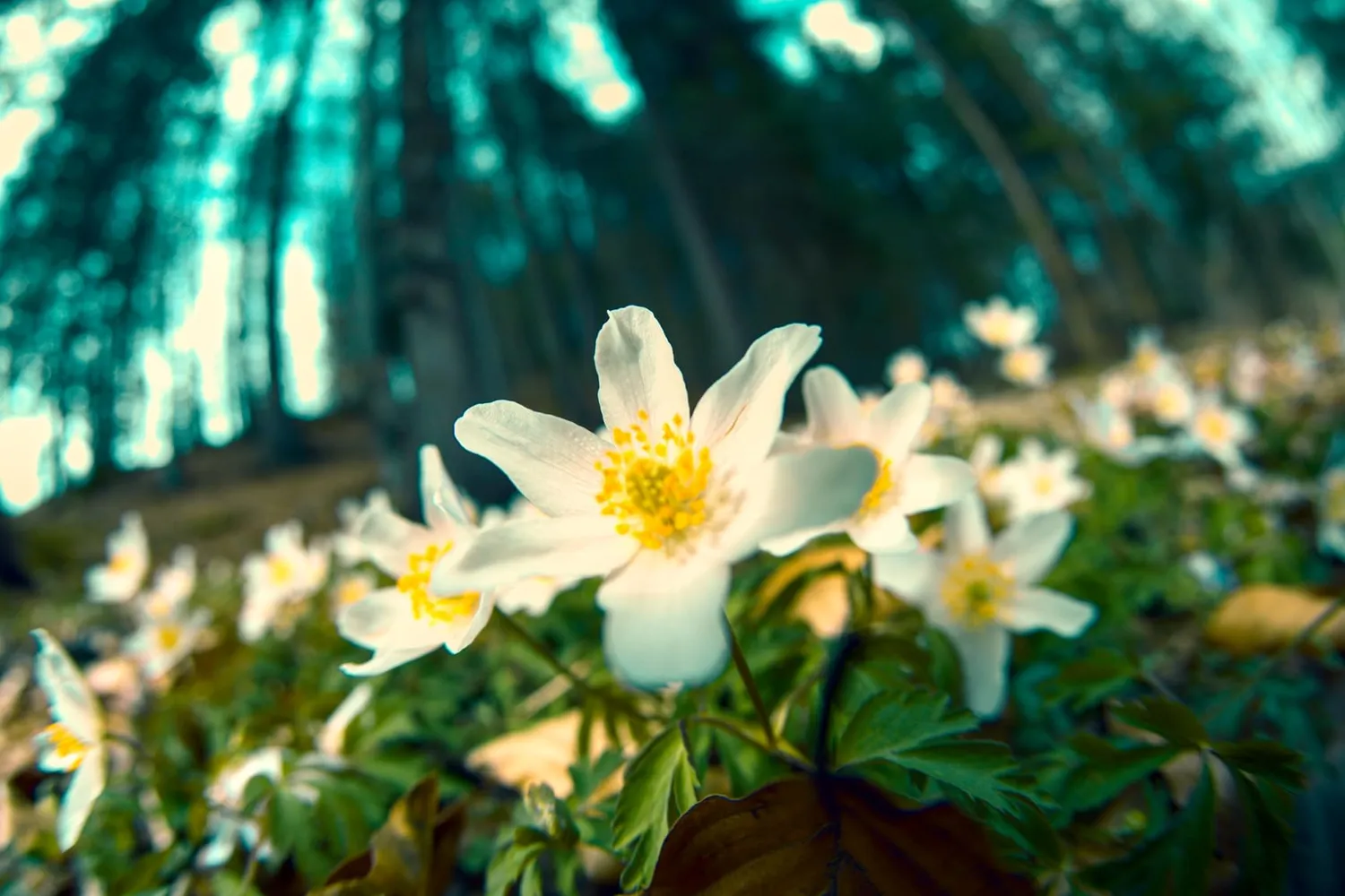 7Artisans 6mm F2.0 objectif fisheye Canon R APS-C 220°
