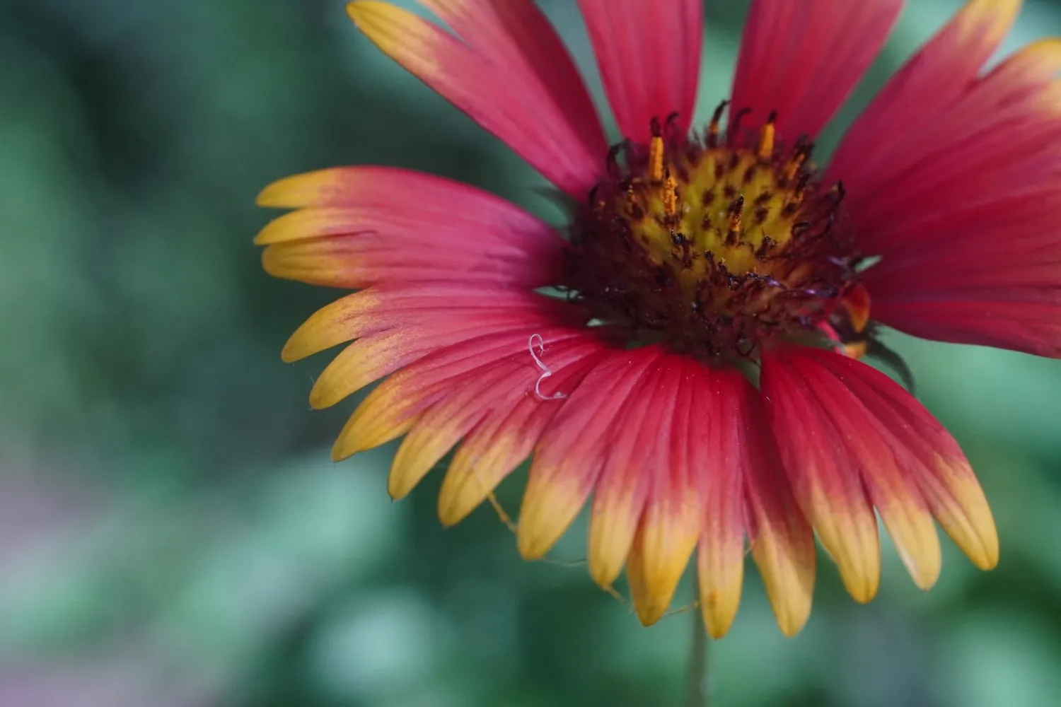 7Artisans 60mm F2.8 II objectif macro Sony E APS-C