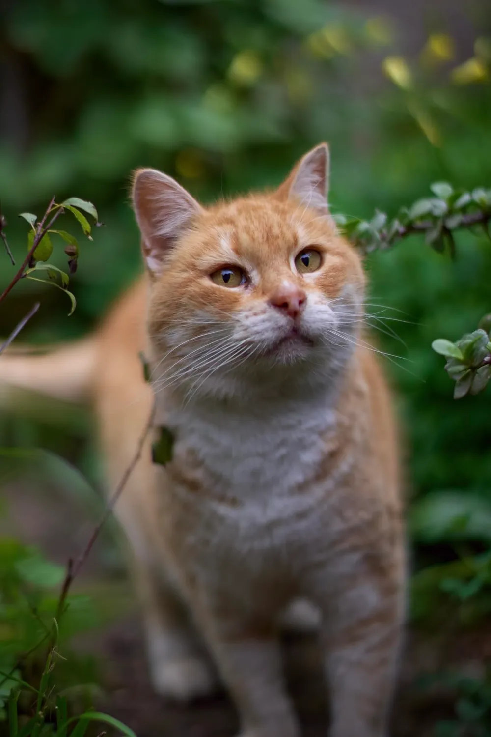 7Artisans 50mm F1.2 objectif Sony E manuel