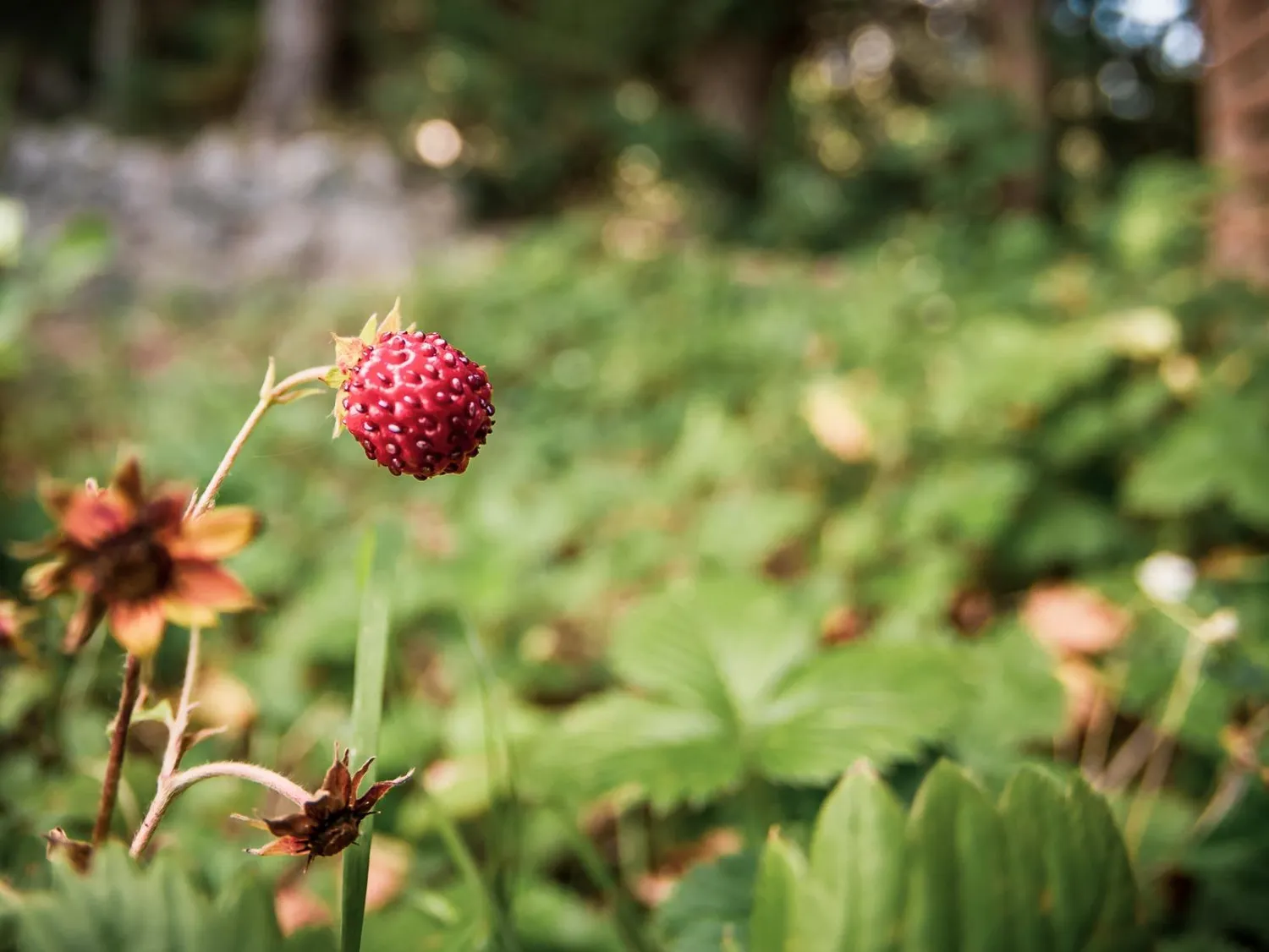 7Artisans 7.5mm F2.8 objectif fisheye Micro 4/3
