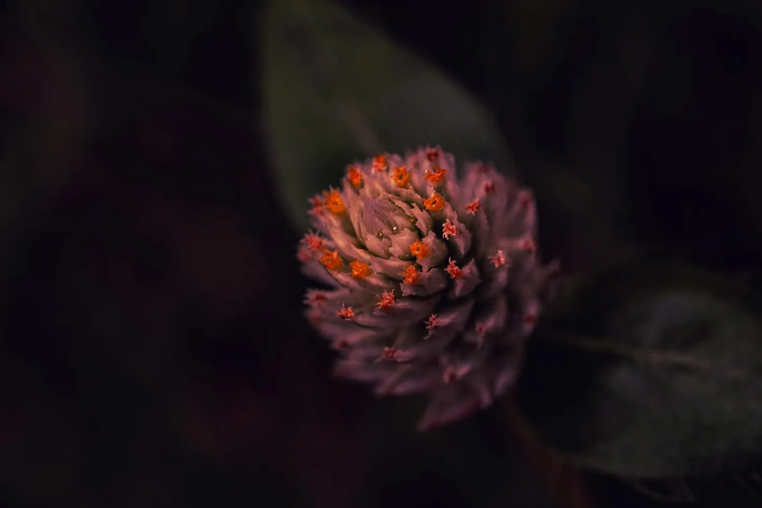 7Artisans 60mm F2.8 II Objectif Macro Sony E APS-C