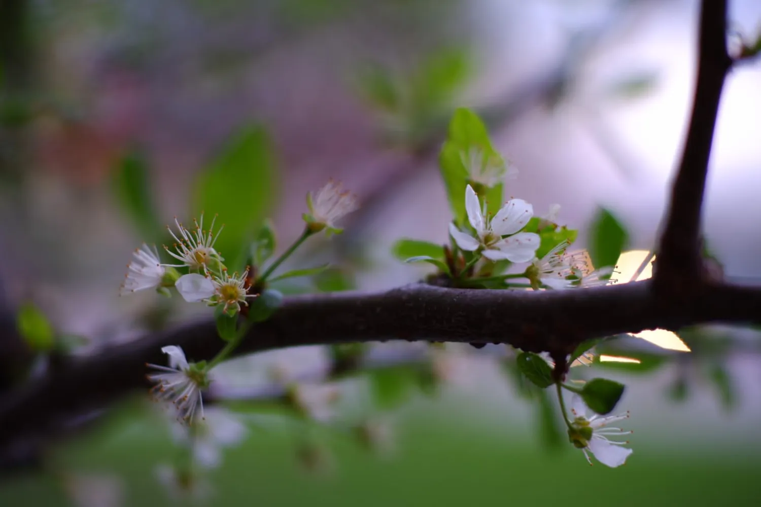 7Artisans 55mm F1.4 objectif Canon M APS-C portrait