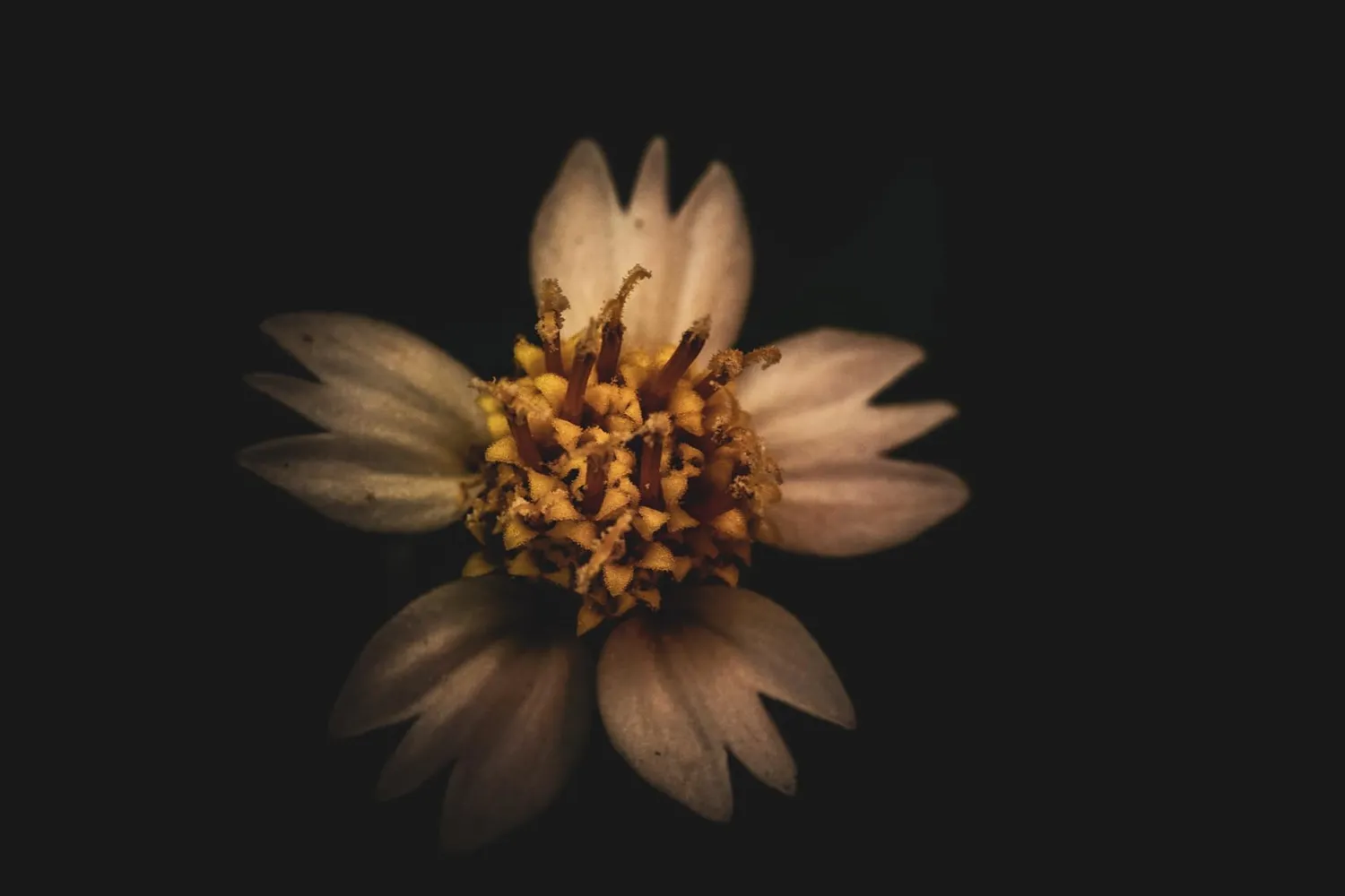 7Artisans 60mm F2.8 II Objectif Macro Sony E APS-C